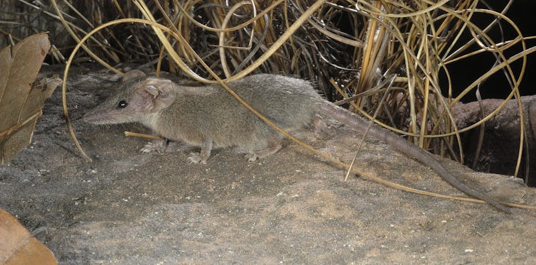 A grey-coloured planigale on a rock.