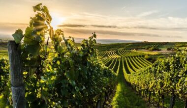 Former vineyard director charged by Serious Fraud Office