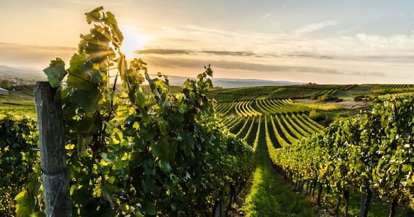 Former vineyard director charged by Serious Fraud Office