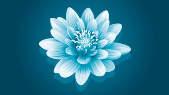illustration of a water lily
