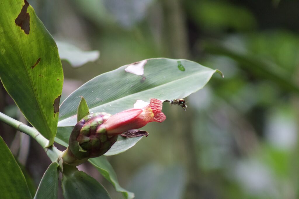 Bee flying toward a flower
