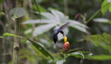 Hummingbird hovering over tropical plant