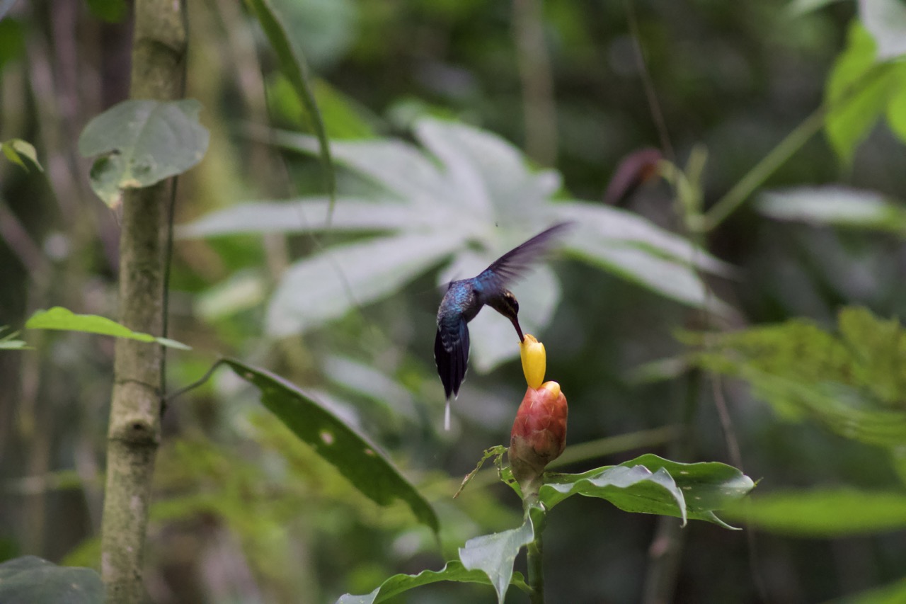 Hummingbird hovering over tropical plant