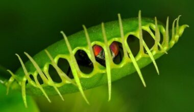 Scientists Finally Discover How Venus Flytraps Snap Shut So Fast : ScienceAlert