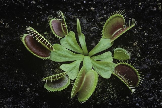 Scientists Finally Discover How Venus Flytraps Exceed The Plant Speed Limit
