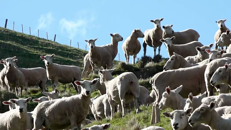 Freshly shorn sheep.