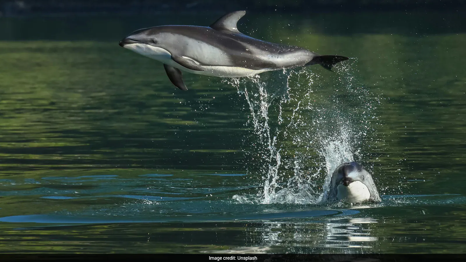 How Dolphins Avoid 'Troublesome' Males: Study Reveals Surprising Strategy