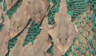The guitarfish is threatened with extinction by demand for its fins. A scientist is turning fishers into its guardians