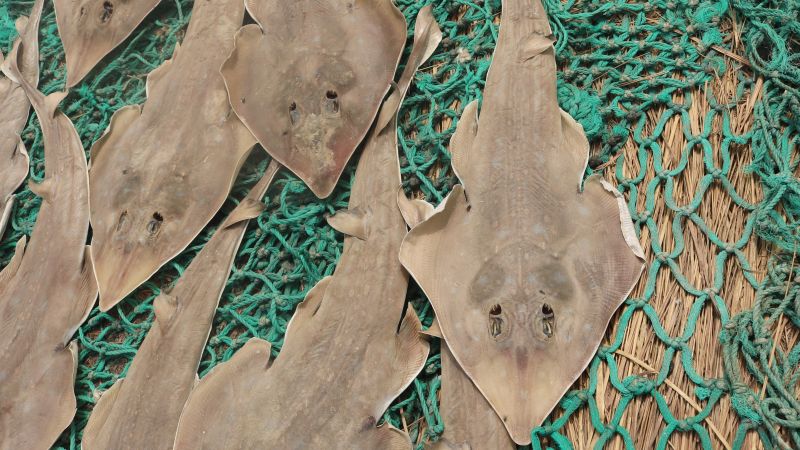 The guitarfish is threatened with extinction by demand for its fins. A scientist is turning fishers into its guardians