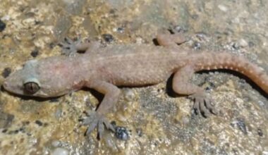 Search on for stowaway Indonesian gecko at Manapouri Power Station