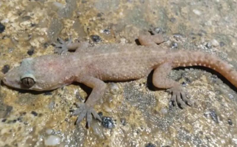 Search on for stowaway Indonesian gecko at Manapouri Power Station