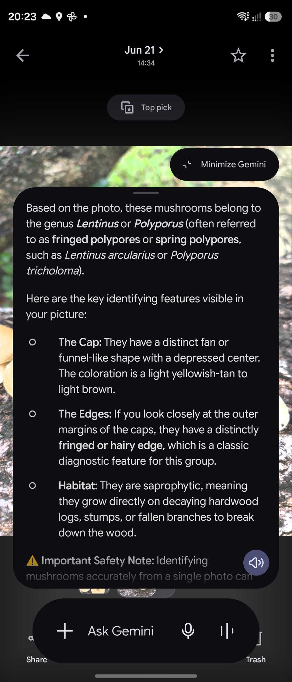 Asking Gemini to identify a mushroom on Samsung Galaxy Z Flip 7