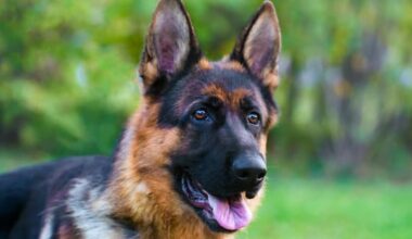 Naked Auckland man accused of attempting to drown a police dog