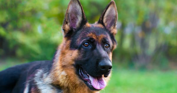 Naked Auckland man accused of attempting to drown a police dog