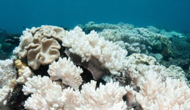 El Niño could bring more widespread coral bleaching, NOAA warns