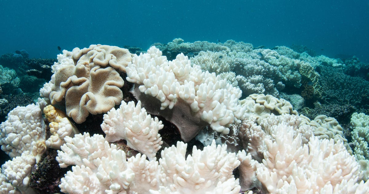Soft Corals Coral Bleaching on the Great Barrier Reef