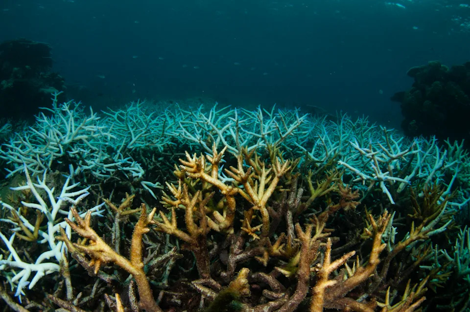 Bleached coral on the Great Barrier Reef.