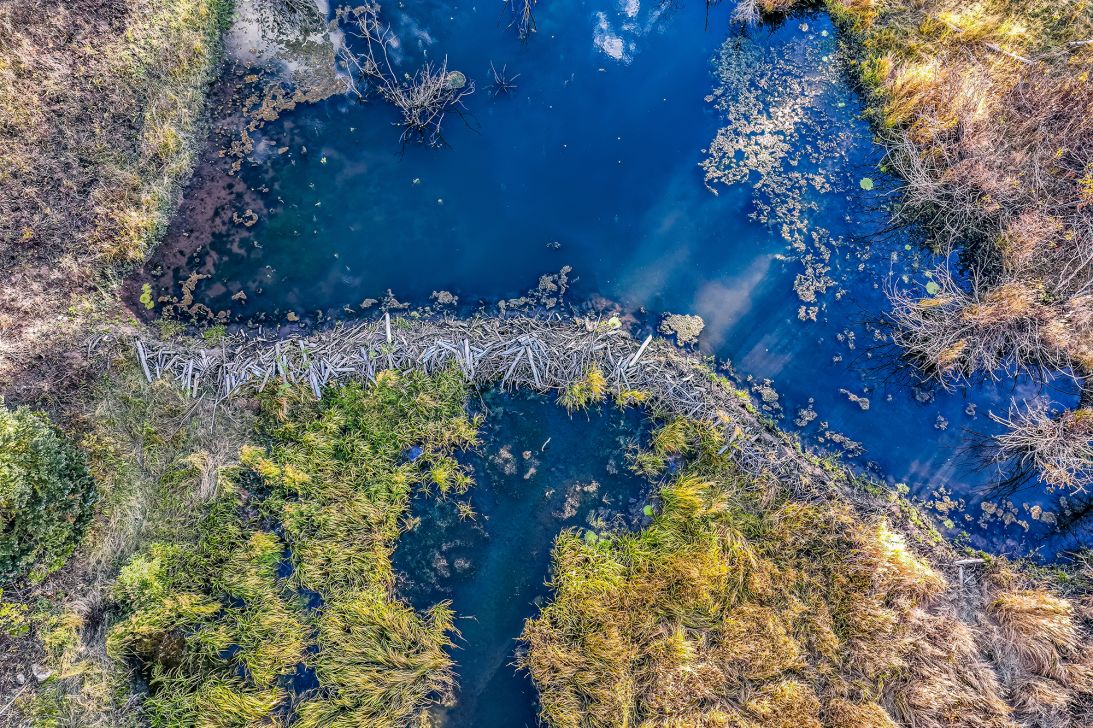 Aerial drone view of a beaver dam and wetland at Kebler Pass, Colorado.