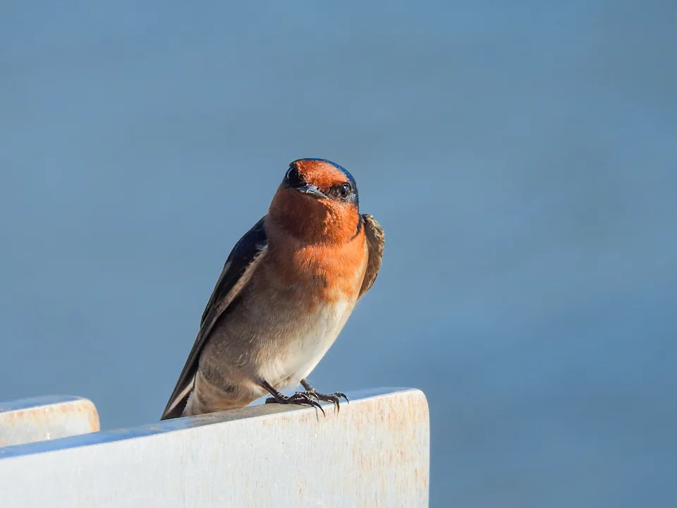 A swallow bird perched on a white plank. 
