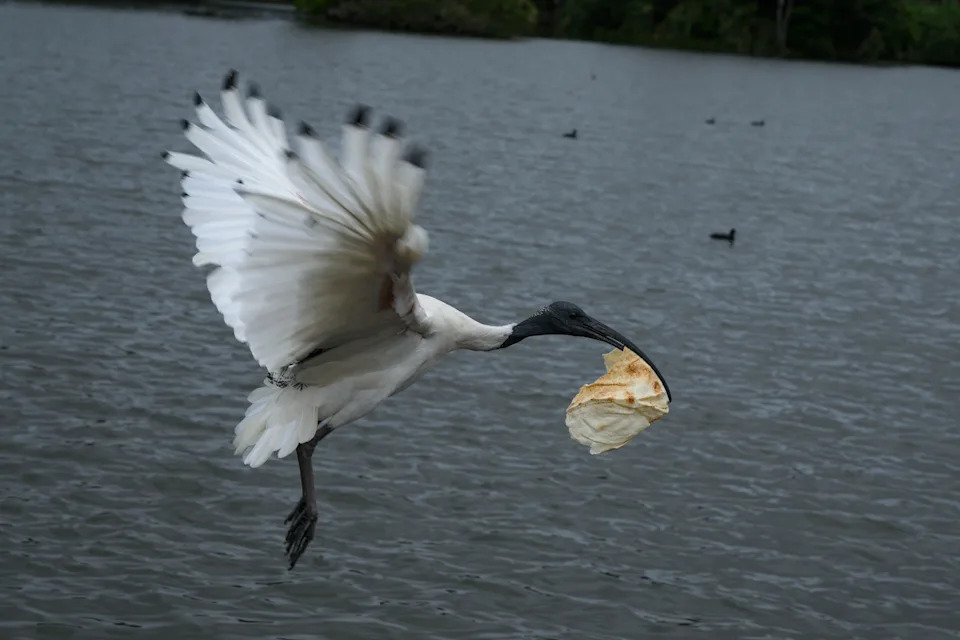 A white ibis flying with a piece of bread in its beak.