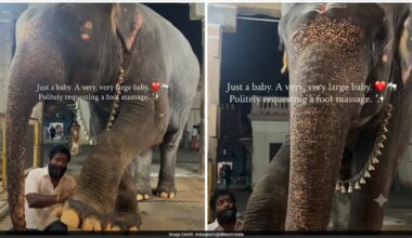 Watch: Adorable Elephant Receives Foot Massage At Tamil Nadu Temple