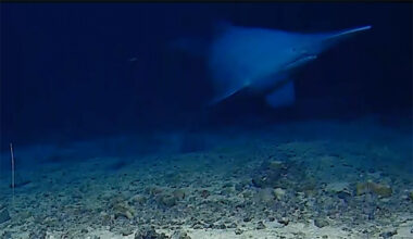 Goblin shark swimming in its natural habitat