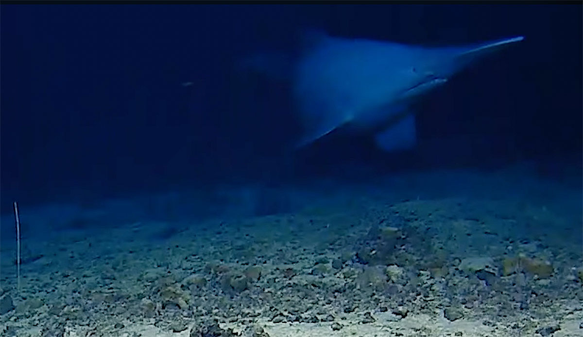 Goblin shark swimming in its natural habitat