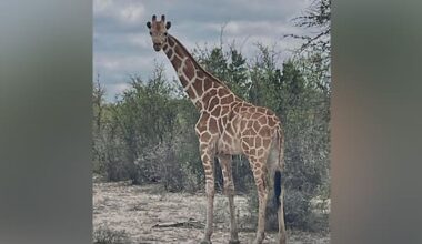 Where's Gracie? Giraffe missing from Texas ranch for two weeks