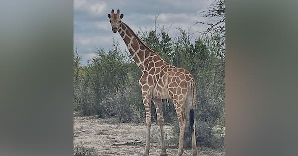 Where's Gracie? Giraffe missing from Texas ranch for two weeks