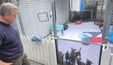 Alarm at 'constantly pregnant' breeding dogs