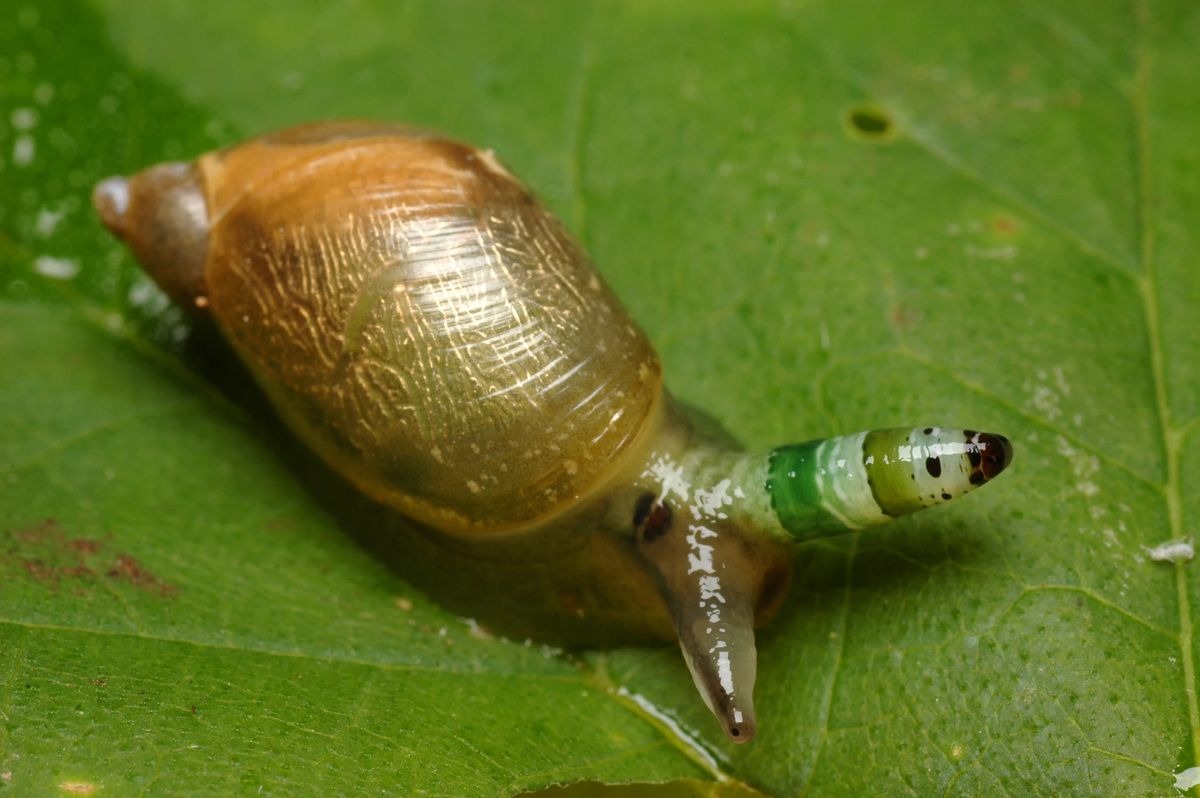 Illustration of a guinea worm (Dracunculus medinensis) emerging from an infected foot. The white thread-like worm is seen at centre; the female worm is a human parasite and may measure more than 1 metre long. Guinea worm disease, known as dracunculiasis, occurs in the tropics. Infection is through drinking water containing the water flea which harbours larvae of the worm. The larvae mature in body tissues. Nausea, vomiting and diarrhoea often develop. Once adult, the female worms blister the skin to escape from their host. A traditional remedy is to remove the worm by winding it on a small stick.