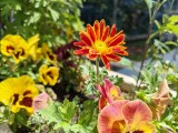 Daylight samples, main camera (1x) - 23mm, f/1.6, ISO 50, 1/2600s (4096x3072px) - Honor Magic V6 review