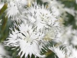 Daylight samples, telephoto camera (3x) - 70mm, f/2.5, ISO 50, 1/1300s (4608x3456px) - Honor Magic V6 review