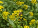 Daylight samples, telephoto camera (3x) - 70mm, f/2.5, ISO 50, 1/890s (4608x3456px) - Honor Magic V6 review