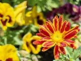 Daylight samples, telephoto camera (3x) - 70mm, f/2.5, ISO 50, 1/470s (4608x3456px) - Honor Magic V6 review