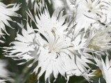 Daylight samples, telephoto camera (6x) - 140mm, f/2.5, ISO 50, 1/860s (4608x3456px) - Honor Magic V6 review