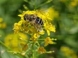 Daylight samples, telephoto camera (6x) - 140mm, f/2.5, ISO 50, 1/670s (4608x3456px) - Honor Magic V6 review