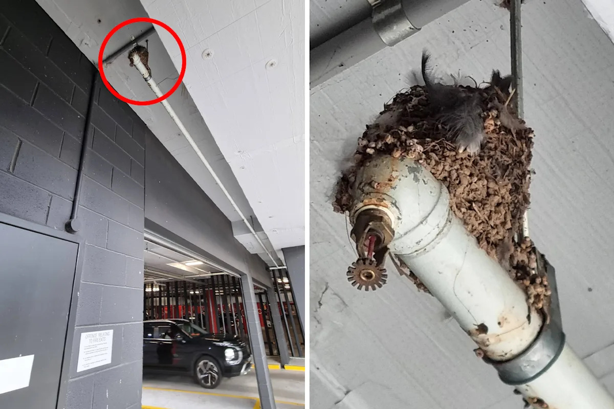 Discovery in Aussie shopping centre car park sparks call for help
