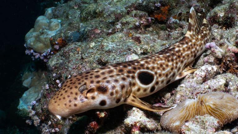 H. Dudgeonae.