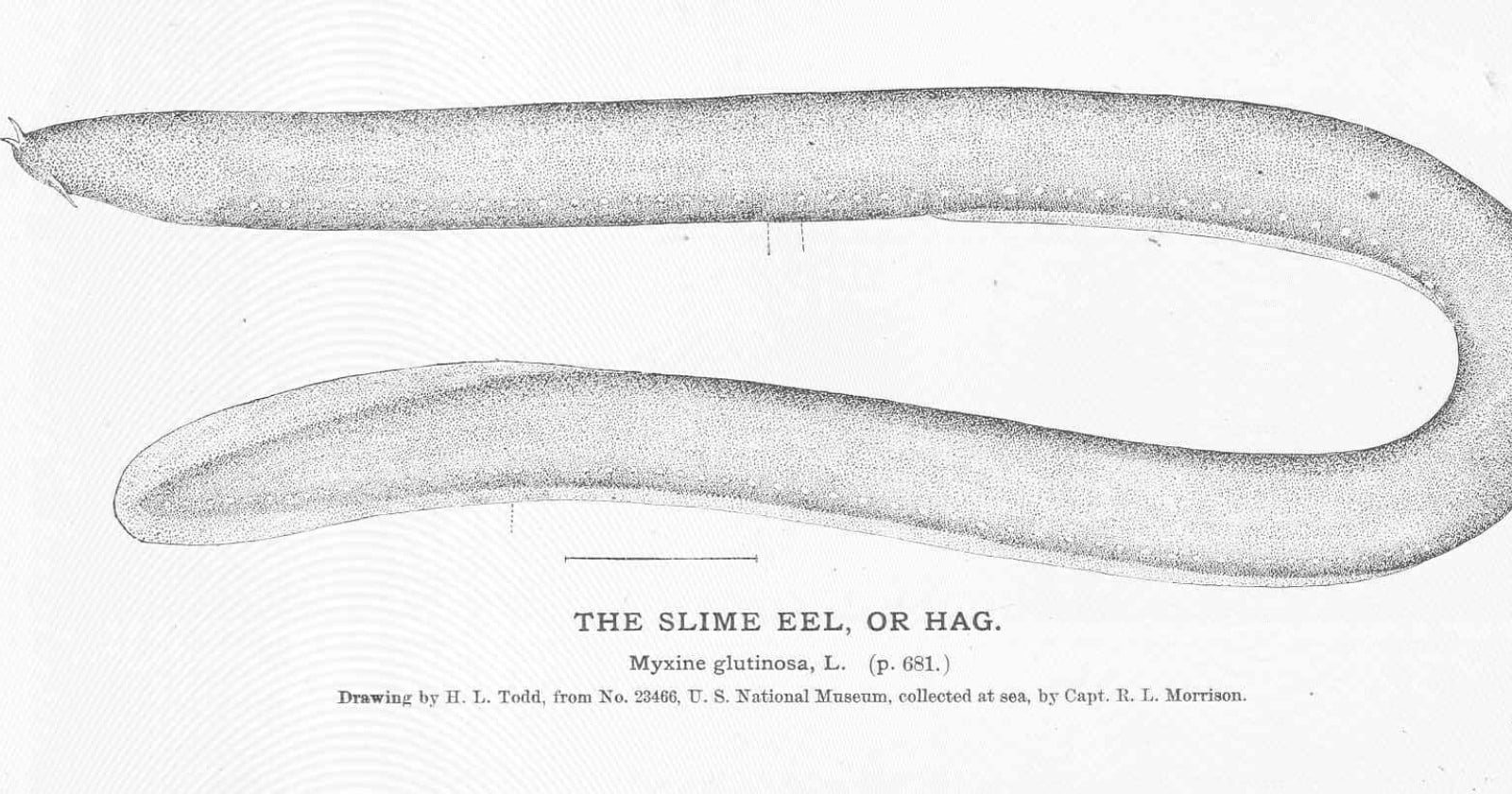 When a shark bites down on a hagfish, the fish floods its attacker's mouth with slime in a fraction of a second, clogging the predator's gills until it gags and lets go