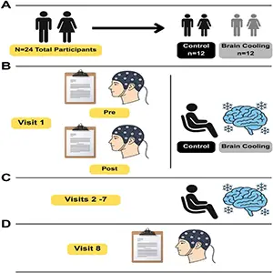 This head cooling study was a longitudinal randomized controlled trial. Study participants were divided randomly into two sex-matched groups: Head Cooling (HC) and controls. The trial consisted of a one-week intervention period and three major measurement time points. Credit: Penn State