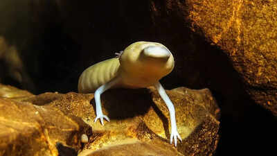 Hidden beneath the Kalahari Desert is a 264-metre-deep underground lake where blind animals thrive in darkness