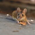mouse chimeras