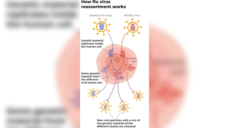 How flu virus reassortment works.