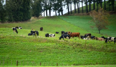 Itoham Yonekyu acquires New Zealand meat group Greenlea