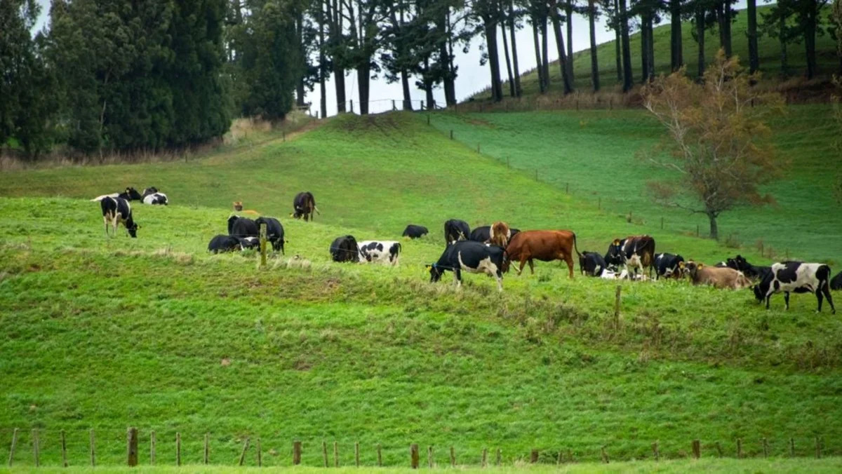 Itoham Yonekyu acquires New Zealand meat group Greenlea