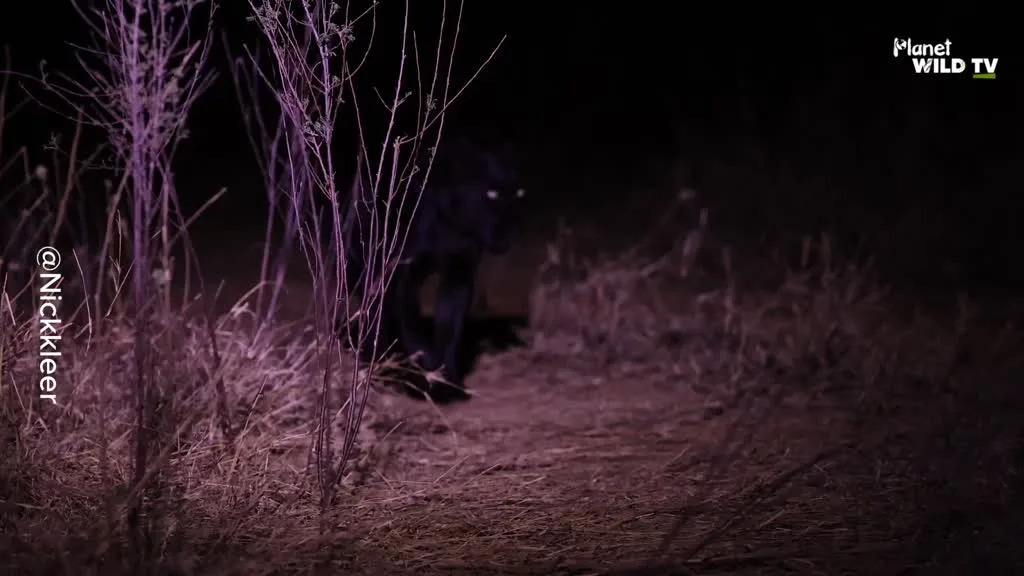 Rare Black Leopard Captured on Night Patrol