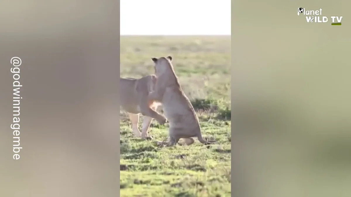 Playful Lion Cub Learns a Lesson From Mom