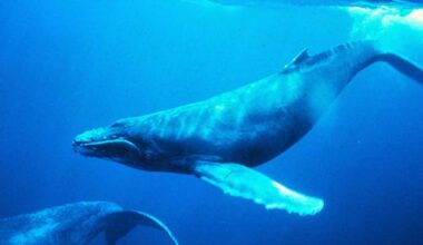 Humpback Whale Screening To Be Held Tonight