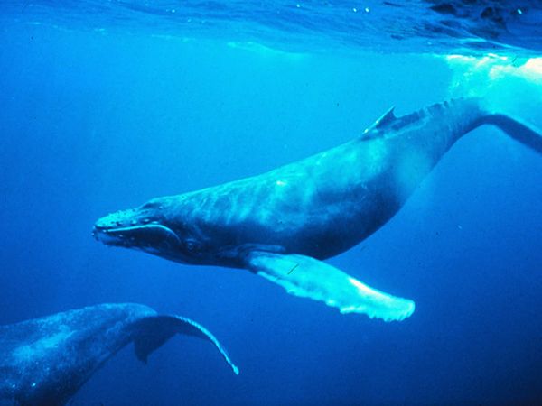 Humpback Whale Screening To Be Held Tonight